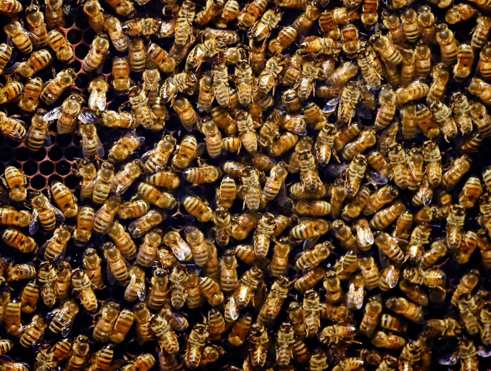 Farm Show bees